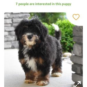 Meet your Posher, Robin